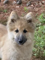 Larkspur, a male German Shepherd Dog and Siberian Husky for sale in Center Ossipee, NH – 1 of 5