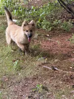 Larkspur, a male German Shepherd Dog and Siberian Husky for sale in Center Ossipee, NH – 4 of 5