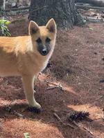 Hyacinth, a male German Shepherd Dog and Siberian Husky for sale in Center Ossipee, NH – 3 of 5