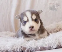 Glenfidditch, a male Pomsky for sale in Center Ossipee, NH – Photo 8 of 9