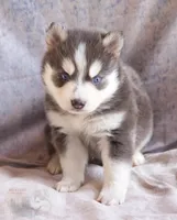 Glenfidditch, a male Pomsky for sale in Center Ossipee, NH – Photo 3 of 9