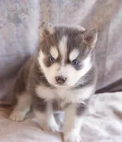 Glenfidditch, a male Pomsky for sale in Center Ossipee, NH – Photo 2 of 9