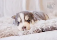 Glenfidditch, a male Pomsky for sale in Center Ossipee, NH – Photo 7 of 9