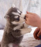 Glenfidditch, a male Pomsky for sale in Center Ossipee, NH – Photo 1 of 9