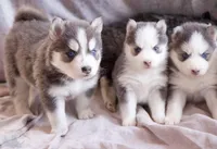 Glenfidditch, a male Pomsky for sale in Center Ossipee, NH – Photo 6 of 9