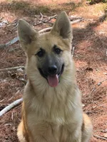 Daisy Mae, a female German Shepherd Dog and Siberian Husky for sale in Center Ossipee, NH – 3 of 6