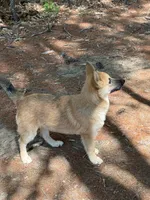 Daisy Mae, a female German Shepherd Dog and Siberian Husky for sale in Center Ossipee, NH – 4 of 6