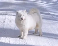 processed/d8126273-25e4-4855-b978-9e764b05b2ce/listing/428bc620-6785-4188-b233-709e56133631/4c7c7a55-050b-42f9-babb-e2f0e909d4a7