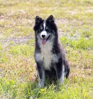 Champagne, a female Samoyed and Pomsky for sale in Center Ossipee, NH – 6 of 10