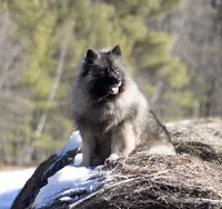 Ducato, a male Keeshond and Siberian Husky for sale in Center Ossipee, NH – 9 of 10