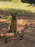 Hyacinth, a male German Shepherd Dog and Siberian Husky for sale in Center Ossipee, NH – 5 of 5