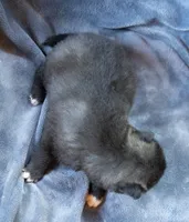 Ducato, a male Keeshond and Siberian Husky for sale in Center Ossipee, NH – 5 of 10