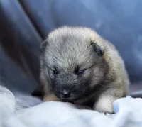 Dart, a female Keeshond and Siberian Husky for sale in Center Ossipee, NH – 3 of 10