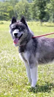 Ducato, a male Keeshond and Siberian Husky for sale in Center Ossipee, NH – 8 of 10