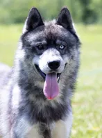 Dart, a female Keeshond and Siberian Husky for sale in Center Ossipee, NH – 9 of 10