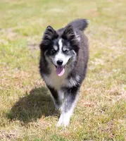 Champagne, a female Samoyed and Pomsky for sale in Center Ossipee, NH – 5 of 10