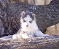 Glenscotia, a female Pomsky for sale in Center Ossipee, NH – Photo 8 of 10