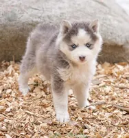 Glenscotia, a female Pomsky for sale in Center Ossipee, NH – Photo 5 of 10
