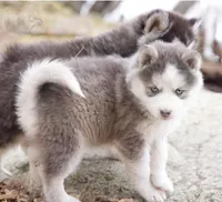 Glenscotia, a female Pomsky for sale in Center Ossipee, NH – Photo 3 of 10