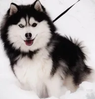 Glenscotia, a female Pomsky for sale in Center Ossipee, NH – Photo 10 of 10