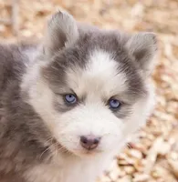Glenscotia, a female Pomsky for sale in Center Ossipee, NH – Photo 6 of 10