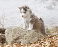 Glenscotia, a female Pomsky for sale in Center Ossipee, NH – Photo 2 of 10