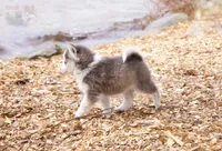 Glenscotia, a female Pomsky for sale in Center Ossipee, NH – Photo 4 of 10