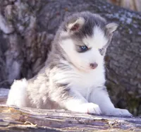 Glenscotia, a female Pomsky for sale in Center Ossipee, NH – Photo 9 of 10