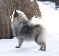 Bounty, a male Keeshond and Pomsky for sale in Center Ossipee, NH – Photo 7 of 10