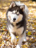 Bounty, a male Keeshond and Pomsky for sale in Center Ossipee, NH – Photo 10 of 10