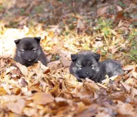 Bounty, a male Keeshond and Pomsky for sale in Center Ossipee, NH – Photo 5 of 10