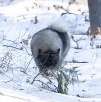 Bounty, a male Keeshond and Pomsky for sale in Center Ossipee, NH – Photo 9 of 10