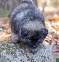 Bounty, a male Keeshond and Pomsky for sale in Center Ossipee, NH – Photo 4 of 10