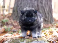 Bounty, a male Keeshond and Pomsky for sale in Center Ossipee, NH – Photo 3 of 10