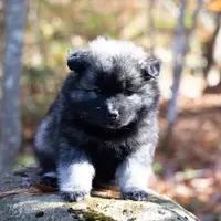 Bounty, a male Keeshond and Pomsky for sale in Center Ossipee, NH – Photo 1 of 10