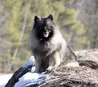 Bounty, a male Keeshond and Pomsky for sale in Center Ossipee, NH – Photo 8 of 10