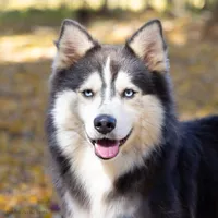 Crush, a female Samoyed and Pomsky for sale in Center Ossipee, NH – Photo 8 of 9