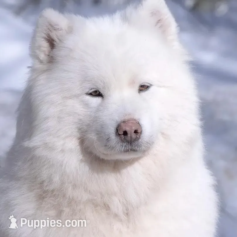 Champagne, a female Samoyed and Pomsky for sale in Center Ossipee, NH – Photo 8 of 10
