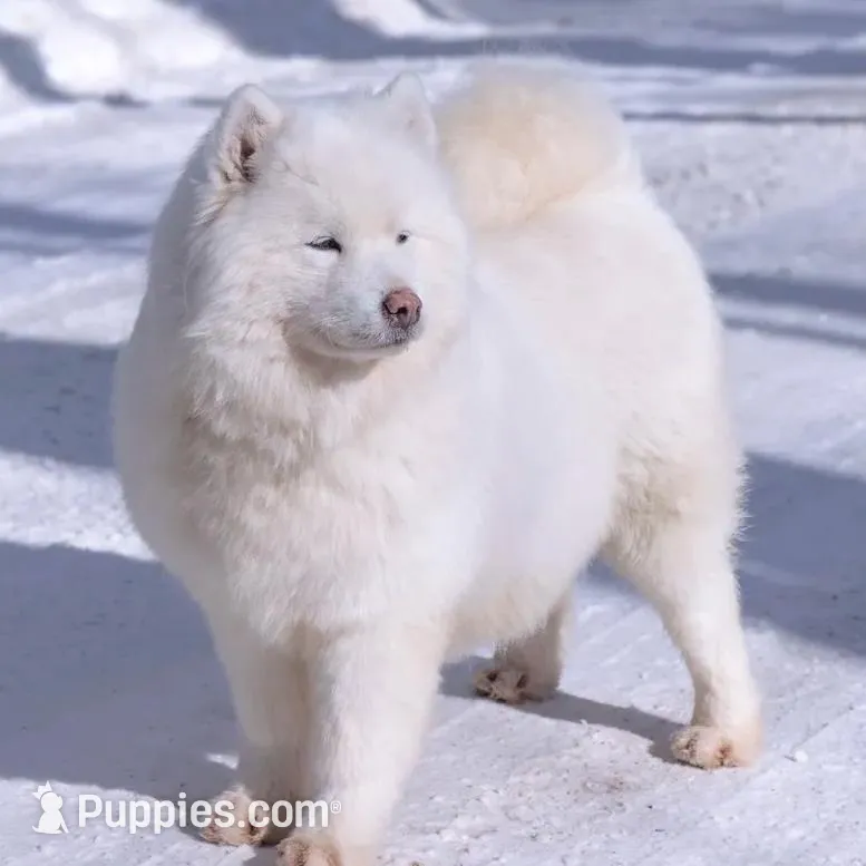 Champagne, a female Samoyed and Pomsky for sale in Center Ossipee, NH – Photo 7 of 10