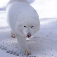 Crush, a female Samoyed and Pomsky for sale in Center Ossipee, NH – Photo 7 of 9