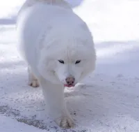 processed/d8126273-25e4-4855-b978-9e764b05b2ce/listing/854ea9f7-9237-4a96-8ff5-38e14723fa55/1e37d3fa-e844-42a2-8f44-a990767305bb