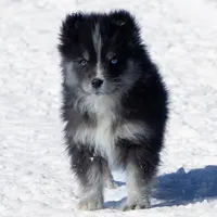 Crush, a female Samoyed and Pomsky for sale in Center Ossipee, NH – Photo 2 of 9