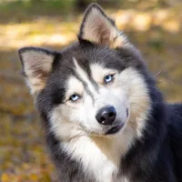 Crush, a female Samoyed and Pomsky for sale in Center Ossipee, NH – Photo 9 of 9