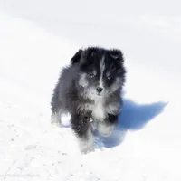 Crush, a female Samoyed and Pomsky for sale in Center Ossipee, NH – Photo 4 of 9