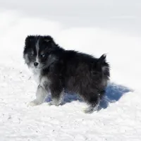 Crush, a female Samoyed and Pomsky for sale in Center Ossipee, NH – Photo 5 of 9