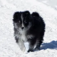 Crush, a female Samoyed and Pomsky for sale in Center Ossipee, NH – Photo 1 of 9