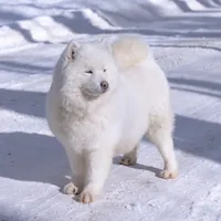 Crush, a female Samoyed and Pomsky for sale in Center Ossipee, NH – Photo 6 of 9