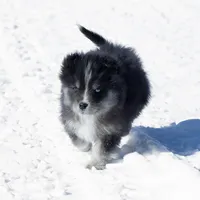 Crush, a female Samoyed and Pomsky for sale in Center Ossipee, NH – Photo 3 of 9