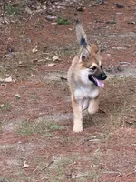 Lupine, a male German Shepherd Dog and Siberian Husky for sale in Center Ossipee, NH – 3 of 7