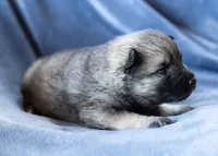 Dauphine, a female Keeshond and Siberian Husky for sale in Center Ossipee, NH – 3 of 10